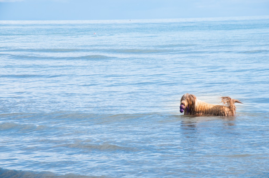 Bbione Hundestrand Urlaub mit Hund Spiaggia di Pluto